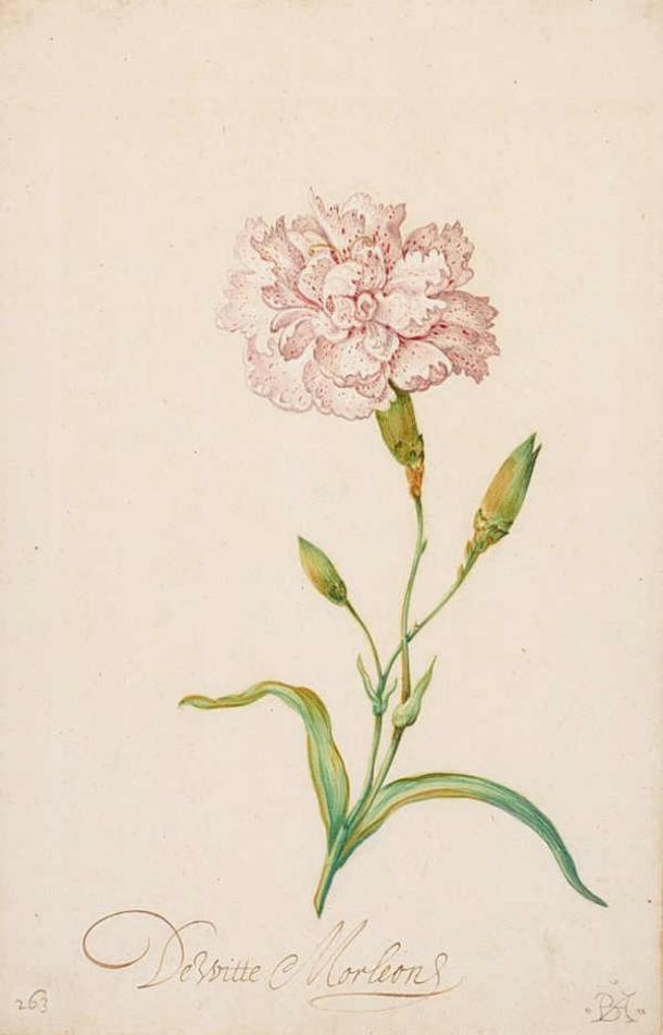 Pink Carnation, watercolour (1620s or 1630s) by Balthasar van der Ast (1593/94-1657), Birmingham Museum of Art, Birmingham, AL, US (Public Domain)
